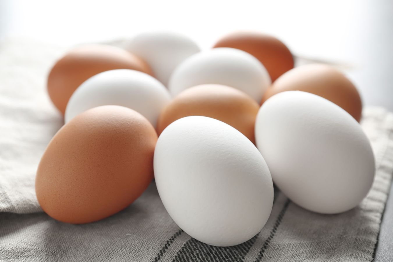 Quelle est la différence entre les oeufs blancs et les oeufs bruns? Ferme Amico